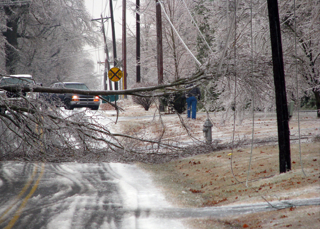 downed tree