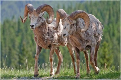 Bighorn sheep: Philipp Haupt via Wikimedia Commons