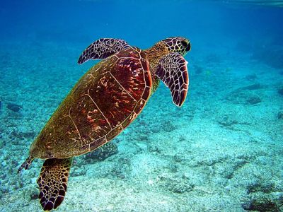 Green sea turtle: Brocken Inaglory via Wikimedia Commons