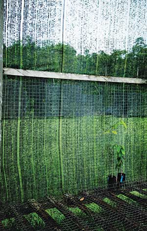 Seedlings for a reforestation project.