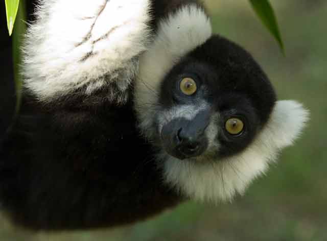 The black-and-white ruffed lemur © Conservation International/photo by Russell A. Mittermeier