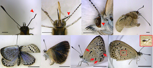 Mutations included malformed antennae, dented eyes, bent wings, and abnormal color patterns. Photo courtesy of Joji M. Otaki