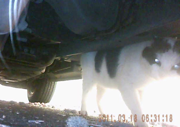 Car kitteh lurks where you least expect him.  University of Georgia and National Geographic Remote Imaging