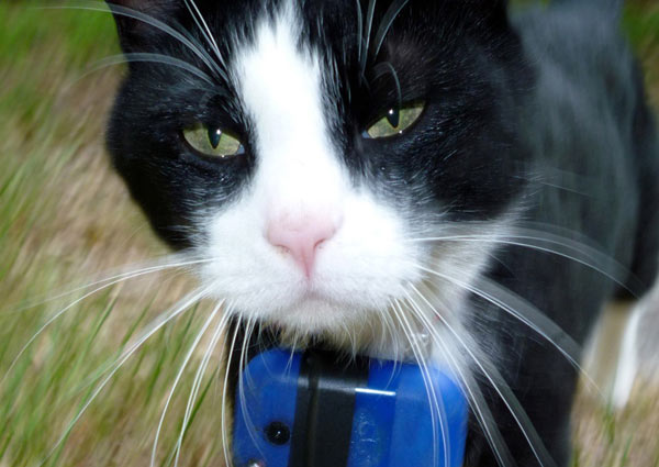 Grumpy kitteh is grumpy. Sez collars are fur dogs. University of Georgia and National Geographic Remote Imaging