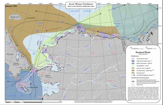 Map of figure-8 bowhead whale migration. Courtesy of Melanie Smith, Arctic Ocean Atlas