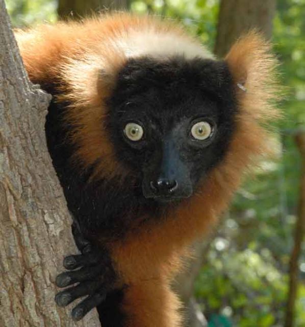 The red-ruffed lemur © Conservation International/photo by Russell A. Mittermeier