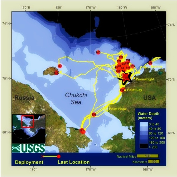 Tracks of 40 tagged walrus in the Chukchi Sea during summer 2012: USGS Alaska Science Center