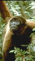 20070424_monkey.jpg