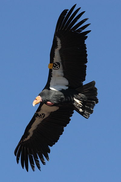 400px-Condor_in_flight.JPG