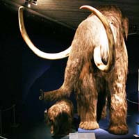 600px-Mammoth_mg_2805.jpg