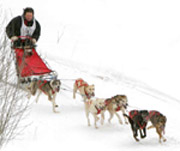 iditarod3.jpg