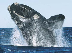 right_whale.jpg