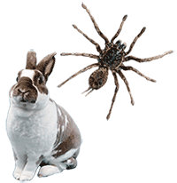 Rabbit and Spider