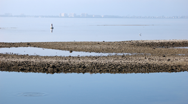 oyster bed