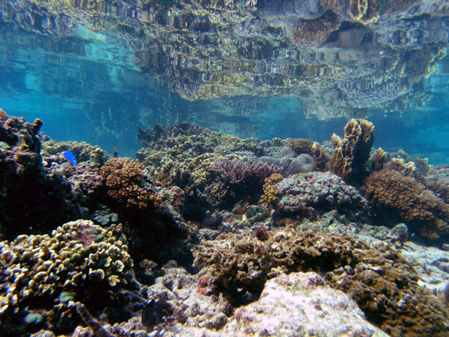 coral pool 