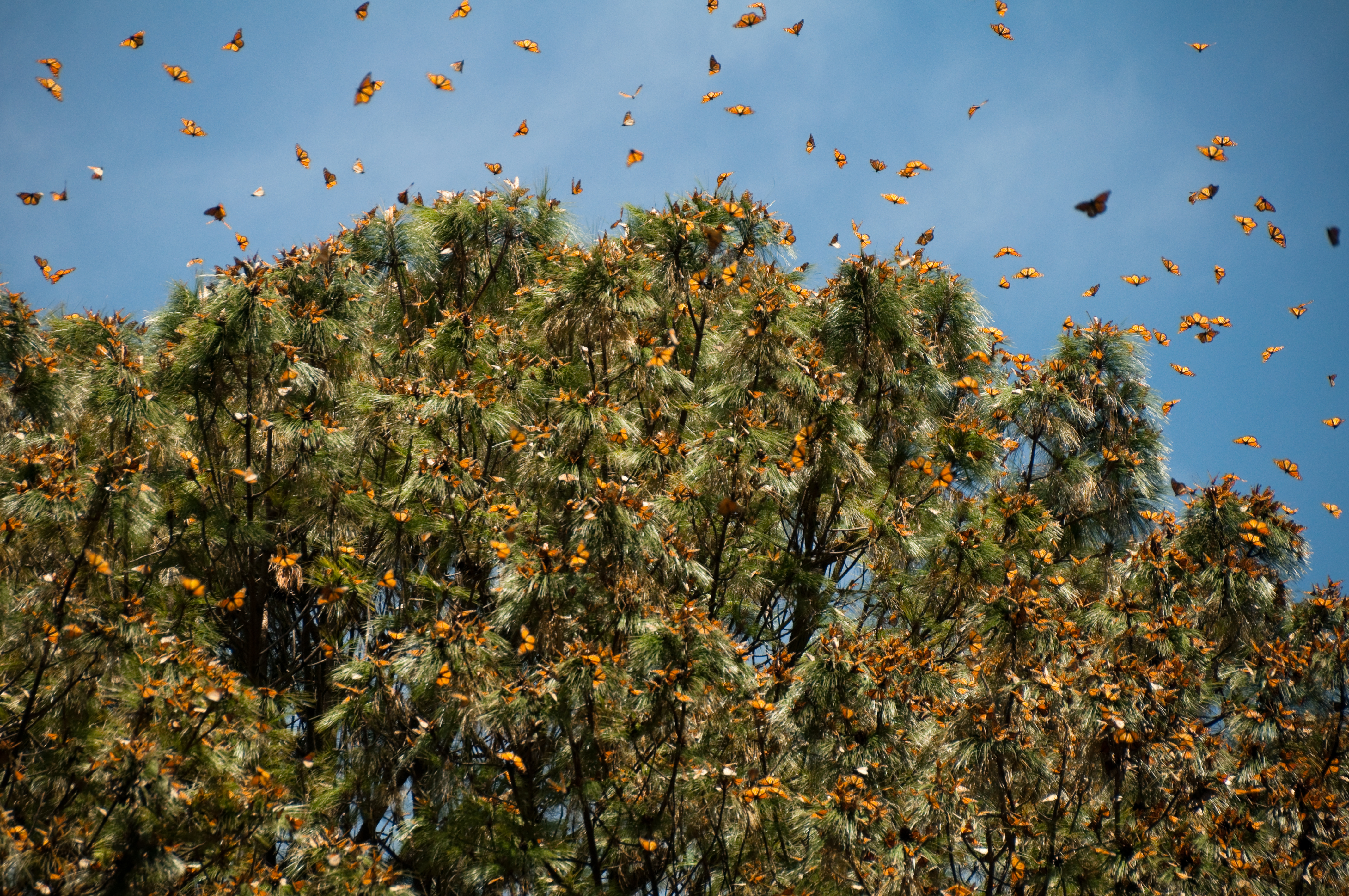 Monarch butterflies