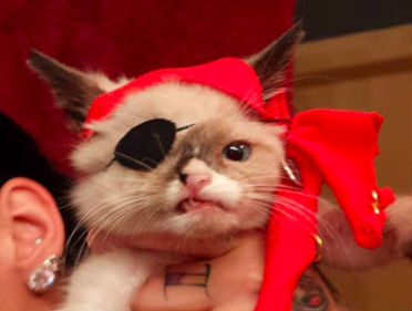 Sir Stuffington pirate cat
