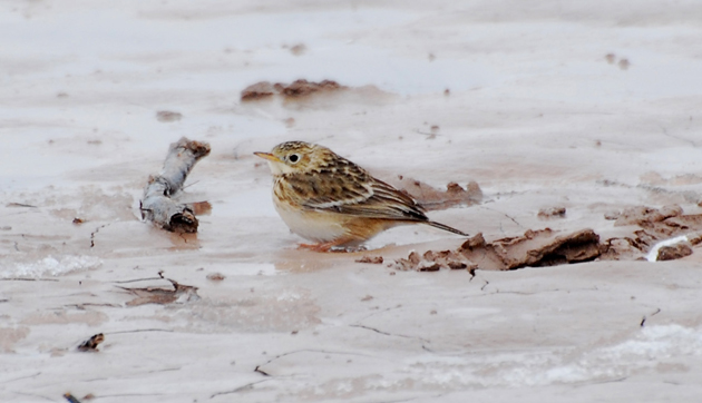 Sprague's pipit